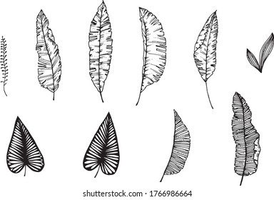 Linear tropical leaves. Monstera, eucalyptus, fern, ginkgo, banana leaf, palm leaf, etc. Hand drawn illustration. perfect for invitation cards, summer decor, greeting cards, posters, scrapbooking