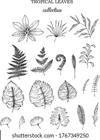 Linear tropical leaves. Monstera, eucalyptus, fern, ginkgo, banana leaf, palm leaf, etc. Hand drawn illustration. perfect for invitation cards, summer decor, greeting cards, posters, scrapbooking