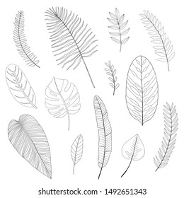 linear tropical leaves set, vector