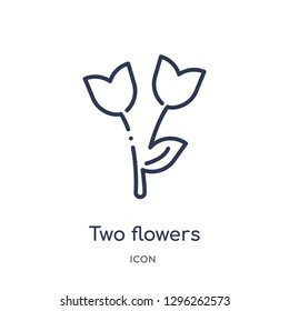 Linear two flowers icon from Ecology outline collection. Thin line two flowers icon vector isolated on white background. two flowers trendy illustration