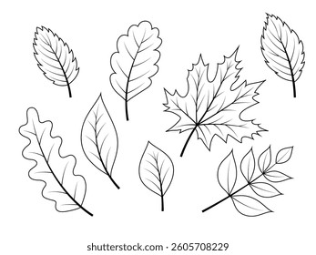 Linear vector autumn leaves collection. Outline nature elements for coloring isolated on white