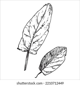 linear vector black and white doodle drawing two leaves of a tree