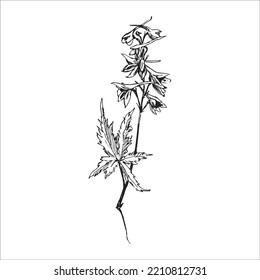 linear vector black and white drawing doodle branch of a wild flower
