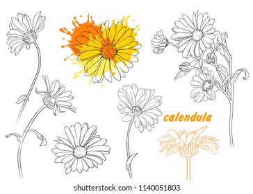 Linear vector drawing calendula flowers.Hand-drawn vector 
illustration .Isolated floral elements.
