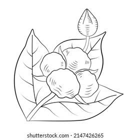Lineare Vektorzeichnung von Baumwollblumen mit Blättern. Illustration, Symbol, Baumwolllogo einzeln auf weißem Hintergrund.