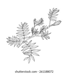 linear vector drawing plant on a white background