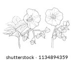 Linear vector drawing potato flowers.Hand-drawn vector illustration .Isolated floral elements.