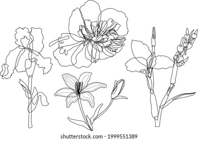 Linear vector flowers . graphic images of buds, black outline , iris, canna, peony, lily, blank for design, website, packaging, printed products