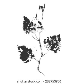 Linear vector hand drawing plant (birch) on a white background 
