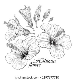 Linear vector illustration of a beautiful hibiscus flowers isolated in set