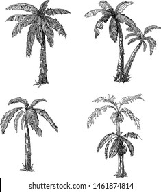 linear vector illustration
  of palms 