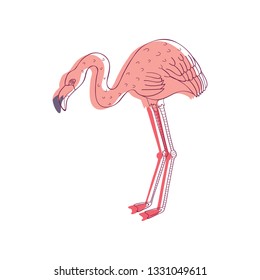Linear vector illustration of pink flamingo, side view. Tropical bird with long legs and neck. Wildlife theme
