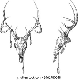 linear vector illustration
  of skull of deer 