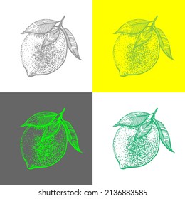 Linear vector illustrations of lime and lemon