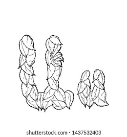Linear vector letter "U" of leaves