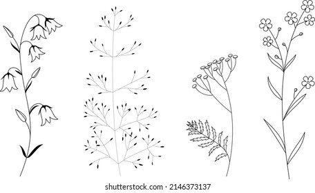 
Linear vector wildflowers. Bell, forget-me-not, tansy