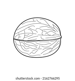 Linear Walnut. Hand-drawn in black outline Walnut, ink vector drawing isolated on a white background