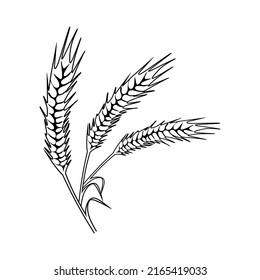 Linear wheat spikelets with grains. Botanical outline drawing of cereal grain crop with seed ears and spikes. Agriculture plant. Vector illustration isolated on white background.