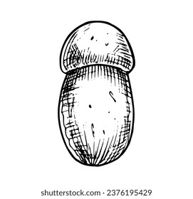 Setas blancas lineales. Ilustración vectorial dibujada a mano de Boletus. Esbozo de porcini en el estilo de arte en línea sobre fondo aislado. Etching de la planta de otoño forestal para ícono o logotipo. Grabado negro.