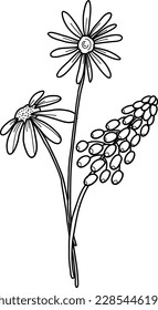 Linear wildflowers bouquet. Summer meadow line art wildflowers, herbs and stems. 