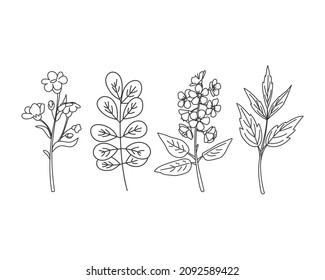 Linear wildflowers set. Hand drawing flowers and leaves. Vector illustration