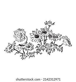 Linear wildflowers and stems, engraving sketch isolated on white background. Vector illustration, greeting cards, logo, branding design, posters, print, wedding invitation, birthday, postcards, decor