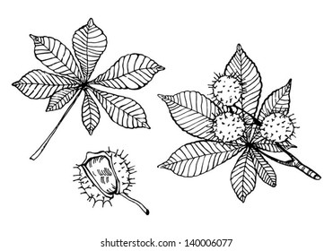Lineart design elements. Leaves and fruits of chestnut tree. svg
