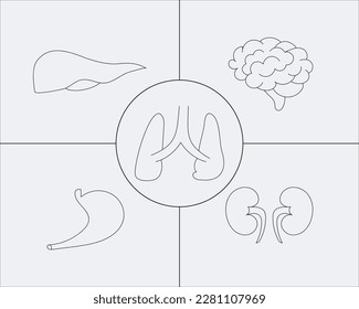 Line Art der verschiedenen Organe des Körpers