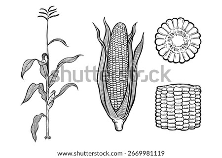 lineart illustration corn set, hand drawn