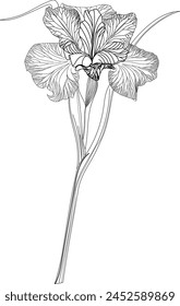 Line-art iris flower. Vector illustration