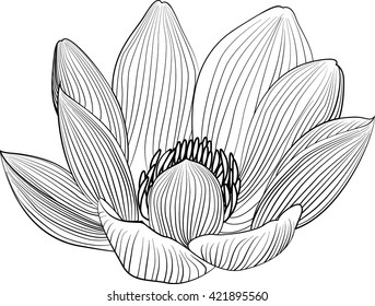 Lineart lotus flower line illustration. Vector abstract black and white floral background