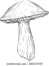 lineart mushroom  vector no background, black and white
