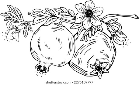 Lineart of two whole pomegranate fruits with leaves and flowers black on white background