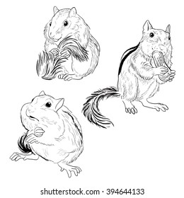 a line-art vector set of three chipmunks: shy, fat,  eating a nut