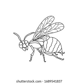 Lineart wasp. Outlined, black and white. Vector nature illustration.