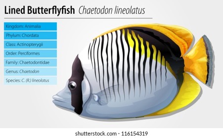 Lined butterflyfish - Chaetodon lineolatus