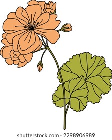 Lined mallow flower. Hollyhock. Vector.