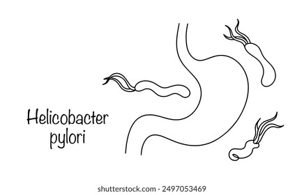 A line-drawn human stomach surrounded by Helicobacter pylori bacteria. A widespread causative agent of stomach infection, which causes pathologies such as gastritis, peptic ulcer and others.