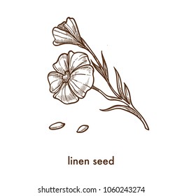 Linen seed and flower on thin stem monochrome sketch