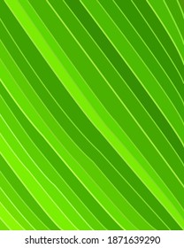 Patrón de líneas y rayas de hoja de plátano, ilustración vectorial. Fondo de arte natural con plancha de hoja de plátano en ángulo de cierre, para impresión, cubierta, papel de pared, Mínimo y arte de pared natural. 