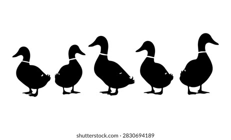 A lineup of five ducks standing side by side, showcasing their silhouette and natural posture against a plain white background.