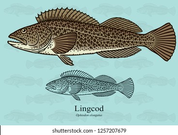 Lingcod. Vector illustration with refined details and optimized stroke that allows the image to be used in small sizes (in packaging design, decoration, educational graphics, etc.)