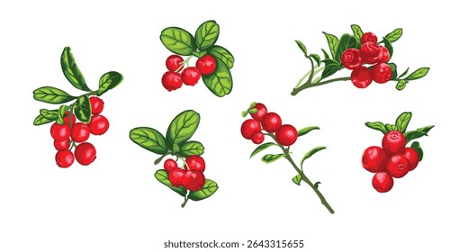 Conjunto de galhos de jacarandá. Frutos de mirtilo e folhas verdes. Vetor plano lingonberry ou ilustração de cowberry. Ilustração vetorial detalhada e realista desenhada à mão isolada sobre fundo branco