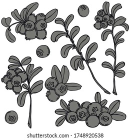 Lingonberry berries black line vector