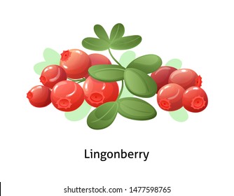 Lingonberry berries with leaf on white background. Juicy and fresh berries cowberry realistic forest cartoon vector illustration isolated for poster or emblem natural product vector illustration