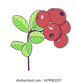 Lingonberry berries with leaf on white background. Juicy and fresh berries cowberry realistic forest cartoon vector illustration isolated for poster or emblem natural product vector illustration.