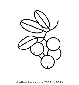 lingonberry berry line icon vector. lingonberry berry sign. isolated contour symbol black illustration