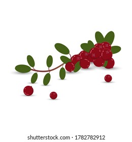 Lingonberry branch on a white background. Bright saturated colors. Your design element.