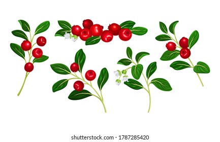 Lingonberry Branches with Oval Leaves Bearing Edible Red Fruit Vector Set