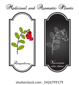 Lingonberry or cowberry (Vaccinium vitis-idaea), edible and medicinal plant. Hand drawn botanical vector illustration